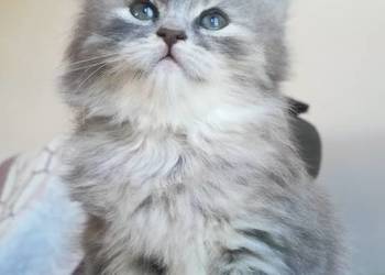 Śliczna Niebieska Kotka Syberyjska PZF/WCF