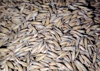 Sprzedam owies zbiór 2025