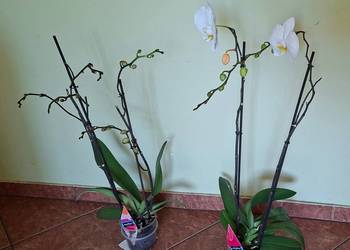 Orchidea, biały stoczyk, wysokość 70/80 cm, wysyłka kurier