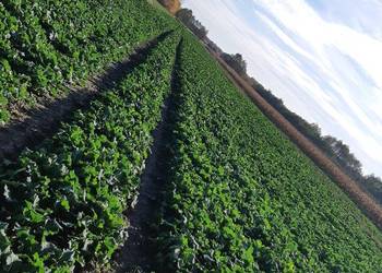 Wezmę w dzierżawę grunty orne pola ugory