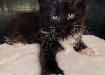 Cyrylka dziewczyna Maine coon