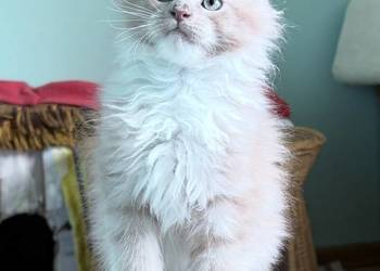 Maine Coon - kocięta po imporcie ! Linia Shaded !