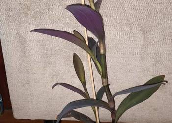 Trzykrotka,setkrezja purpurowa, nr 3, wysokość 41cm