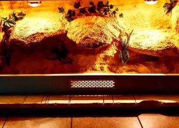 Terrarium hodowlane dla agamy brodatej gekona lamparciego