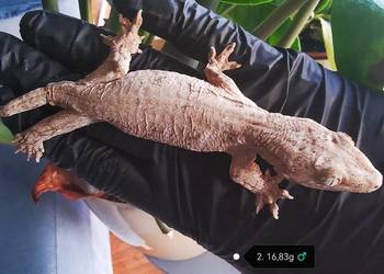Gekon Olbrzymi Rhacodactylus Lechianus