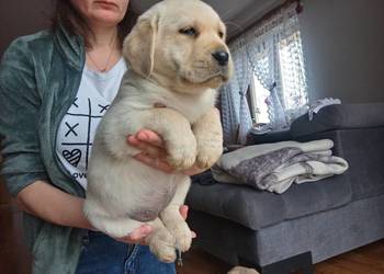 Suczka i pieski Labrador biszkoptowy szczeniaczek