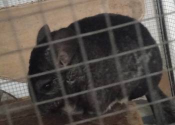 Oddam młodego szynszyla