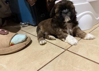 Suczka shih tzu