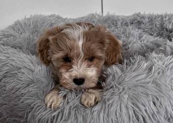 Pieski rasy Maltipoo