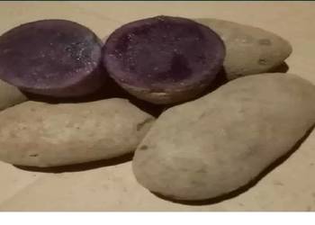 Ziemniaki fioletowe VITELOTTE jadalne i wielkość sadzeniaka wysyłka