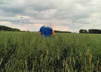 Sprzedam owies, mieszankę zbożowa jarą, 1 zbiór