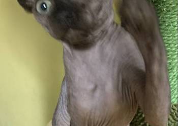 Sfinks Kanadyjski. Do odbioru kocurek. Rodowód