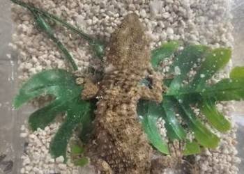 Gekon murowy samiczka