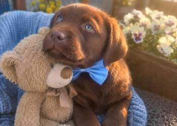 Labrador Retriever Piesek nr2 po ojcu pochodzenia FCI