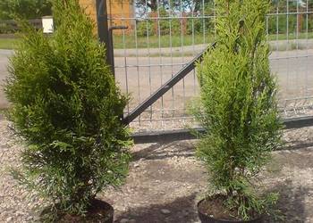 Tuja szmaragd w donicy do 100cm