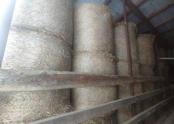 Słoma sucha dla koni