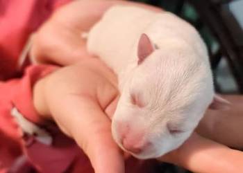 Sznaucerki szukają nowego domu