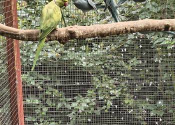 Aleksandrety obroźne Aleksandrety obroźne