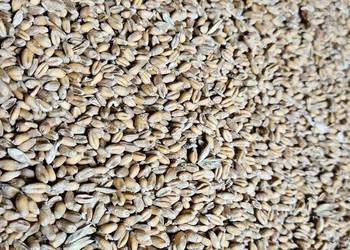 Pszenica ozima (zbiór 2025)