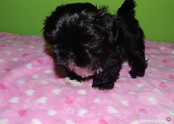 Shih Tzu Prześliczne Biało Czarne i Czarne Maluszki
