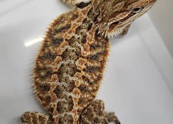 Agama Brodata Czerwona - Sklep Zoologiczny
