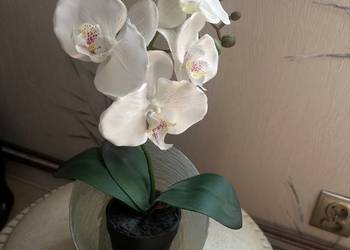 Piękna orchidea