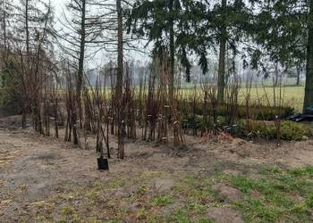 Sadzonki - owocowe / liściaste / iglaste / krzewy ozdobne