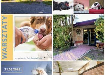 Szkolenie GŁÓWKOWE dla GROOMERÓW pod W-wą!