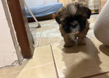 Piękny piesek shih tzu
