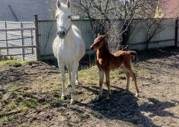 Klacz Arabska ze źrebakiem