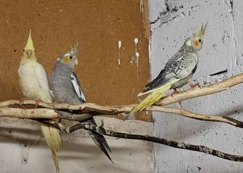 Sprzedam papugi nimfy