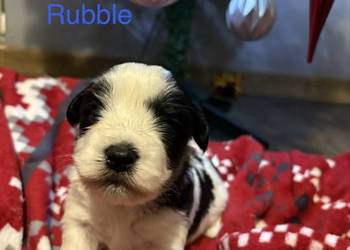 Do Rezerwacji Szczenięta Morkie