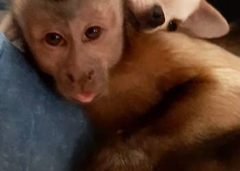 Sprzedam małpkę kapucynkę