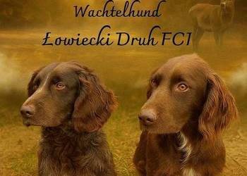 Szczeniak płochacz niemiecki Wachtelhund