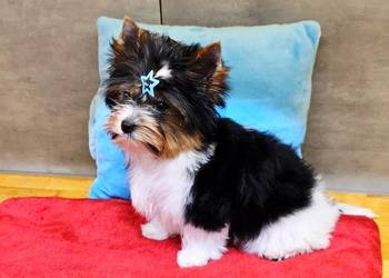 Śliczny MINI piesek Biewer York chłopczyk Yorki szczeniaki