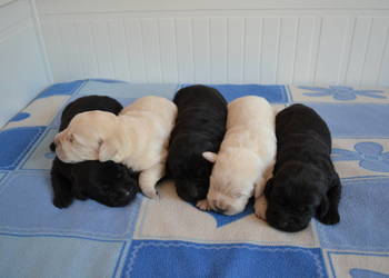 Szczeniaki Labrador Retriever czarne i biszkoptowe. Badania Genetyczne!