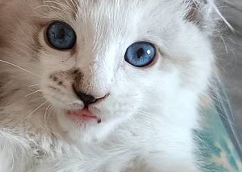 Kocurek 100% Ragdoll FPL