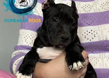Gundabar Dogs Suczka ABKC American Bully