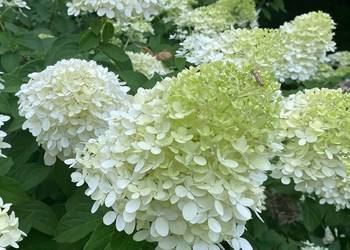 Hortensja bukietowa 'Magical Mount Blanc'