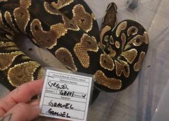 Grawel duza samica pyton królewski