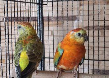 para lęgowa papugi świergotki papuga świergotka na sprzedaż