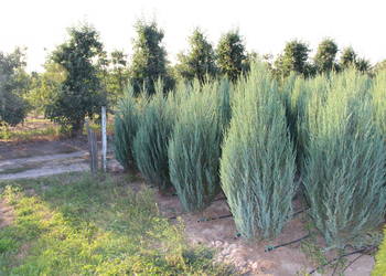 Jałowiec skalny Juniperus scop BLUE ARROW 180-200 cm SUPER JAKOŚĆ