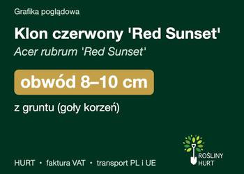 Klon czerwony 'Red Sunset' obwód 8-10 cm, z gruntu – HURT