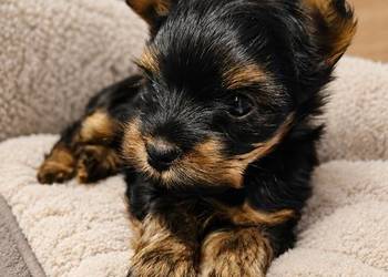 yorkshire terrier chłopiec mini