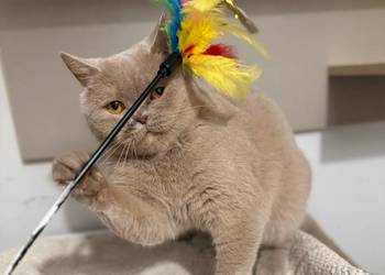 płowa kotka brytyjska