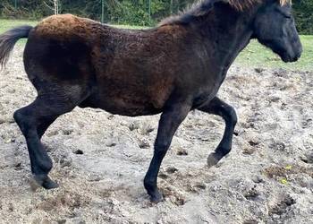 Ogierek Hucuł Weekend po Luksus