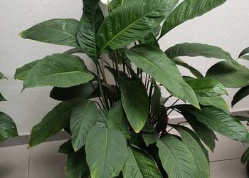 Skrzydłokwiat - Spathiphyllum