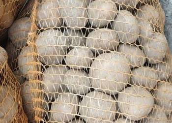 Ziemniaki Ignacy wielkości sadzeniaka