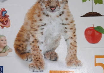 przyroda z pomysłem 5 książki kolekcjonerskie