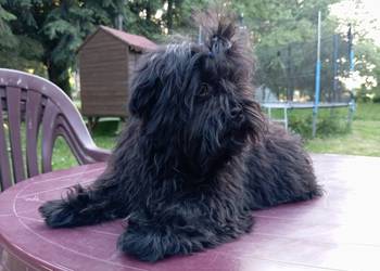 Rosyjska Bolonka Kolorowa piesek o imieniu Marlon